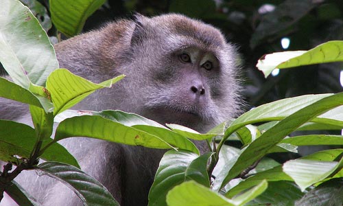 macaque