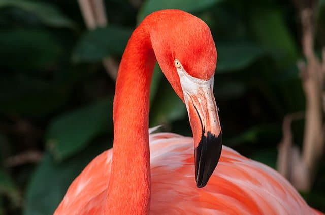 flamingo